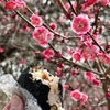 梅から桜へ