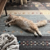 メインクーンのルティアは順調に育ってる🐈
