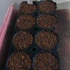 カメハメハ2回目の種蒔きしました🎵