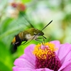 昆虫、花撮影