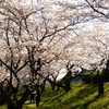 斐伊川堤防桜並木に咲いていた桜  ⑥（島根県雲南市木次町）