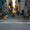 近隣繁華街のねこさん