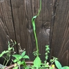 植木鉢の草たち