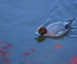 水鳥との付き合い方を考える。