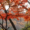 加波山の紅葉