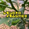 レモンの木についたアオムシはどうするべき？害虫？益虫？
