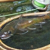 感動できる釣り。
