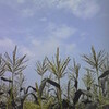 　地球とアフリカ