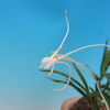 Vanda falcata`曼珠沙華&#039;