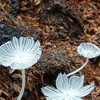 畑の横に積まれたたい肥に可憐な花が！