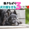 仕事と老犬のお世話は両立できるの？働きながら老犬介護をするための３つの選択