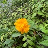 （紹介：植物）新宿十二社通りの街角で見かけた花などを紹介します