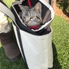 ジル（猫）とのお散歩も定番化？いろいろ遊びに行けるようになったら楽しいかも！