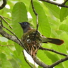 ５月２２日土曜日に、野鳥撮影に行きました🧐