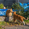 周南諸島のねこさん