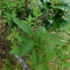 Spiraea cantoniensis　コデマリ