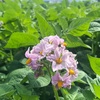 じゃがいもの花が咲きました。