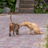 玄界灘離島のねこさん