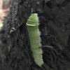 桜の木にアオスジアゲハの幼虫