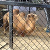 野毛山動物園、ツガルさん、ライオン食事