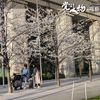 本日も政治改革特別委員会で議論