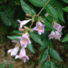 (293) Abelia × grandiflora