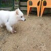 老犬ホームあん｜お泊りワンコ・トワ