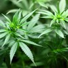 合法⁉大麻栽培の真実