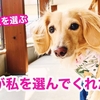 愛犬が私を選んでくれた理由