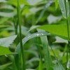 佐渡　雨露残り