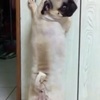 「ごめんちゃい･･･」パグちゃん、叱られて壁越しにチラッ。かわいい犬動画