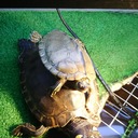 カメの飼育から繁殖、飼育日記。