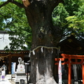 新田神社　〜新田神社の御神木〜　その二　