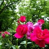 薔薇と新緑の