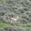 Pronghorn Mama and Her Calf
