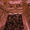 SAKURA FES NIHONBASHIはライトアップがおすすめ｜混雑状況（東京都中央区）