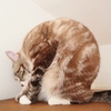 背中がガチガチになったら