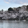 アジアな空間　その２０９５　雨の前の桜パト　井の頭公園　の巻