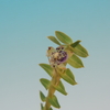 Dichaea pendula