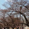 上野公園の桜