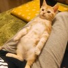 【親ばか】とろろの可愛いショット