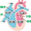   【基礎から学ぶ】心臓【解剖生理学】