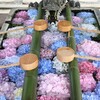 紫陽花の寺