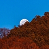 夕日に染まる里山から昇る満月前夜の月、月面を横切るタカ科の鳥　（２月）