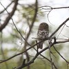 アフリカスズメフクロウ(Pearl-spotted Owlet)