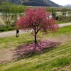 デジカメ徒然草　桜のシーズンはじまるよ