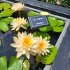 【滋賀県】『草津市立水生植物公園みずの森』に行ってきました。　花　スイレン