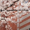 大学に咲く桜