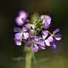 ムラサキ色の菜の花？ 花ばたけが美しい　福岡県宗像市上八