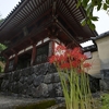 彼岸花を見たくて…岡寺へ